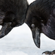 Image for article titled Photos: The beautiful birds that may soon be lost to climate change